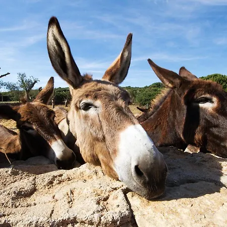 Village Surrounded By Greenery With Swimming Pool Just A Few Minutes From Aparthotel Alghero